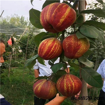 ȫۡȫ籨ۼ۸